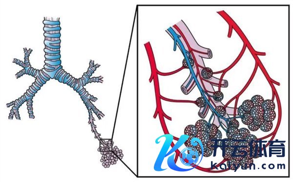 肺泡清楚图